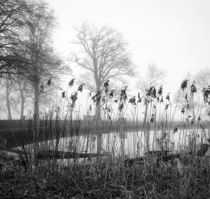 Zen.nl, Zen, meditatie, leren mediteren, foto, sesshin, wedstrijd, schoonheid, vergankelijkheid